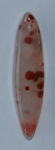 CB0614